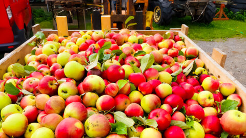 Toller Herbstbeginn für die Kindertagesstätten