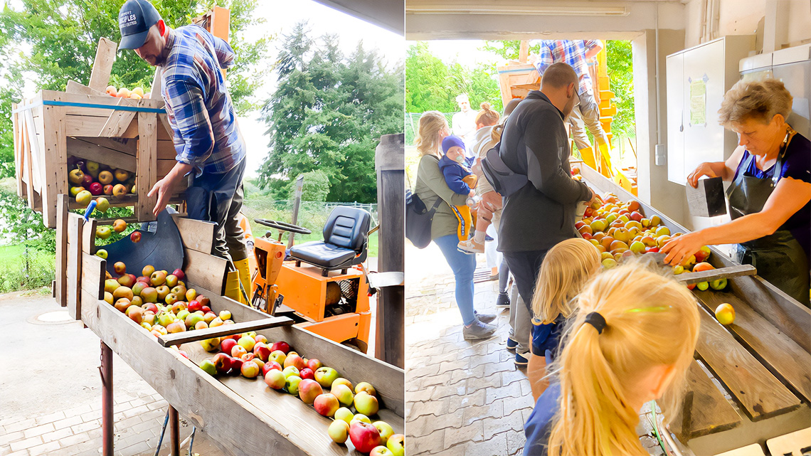 Eine Collage aus zwei Fotos. Das linke Bild zeigt einen Mann, der Äpfel aus einer Holzkiste in ein Sortierbrett schüttet. Das rechte Bild zeigt Kinder und Erwachsene, die die Äpfel sortieren.
