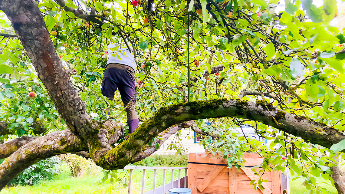 Ein Mann steht in einem Apfelbaum auf einem dicken Ast und erntet Äpfel. Darunter steht eine Holzkiste auf einem Anhänger.