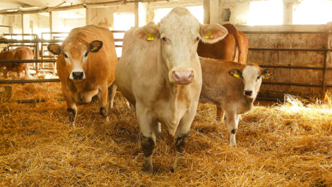 Landwirtschaftliche Qualität aus Harzungen