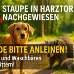 Ein besorgter Hund steht auf einem sonnigen Waldweg und blickt direkt in die Kamera. In der Nähe liegt ein verendeter Waschbär. In der rechten unteren Bildecke warnt ein deutlich sichtbares Schild vor der Gefahr durch Staupe und fordert dazu auf, Hunde anzuleinen und keine Wildtiere zu füttern. Die Szene wirkt ernst und mahnend.