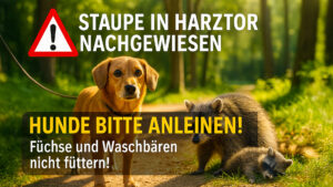 Ein besorgter Hund steht auf einem sonnigen Waldweg und blickt direkt in die Kamera. In der Nähe liegt ein verendeter Waschbär. In der rechten unteren Bildecke warnt ein deutlich sichtbares Schild vor der Gefahr durch Staupe und fordert dazu auf, Hunde anzuleinen und keine Wildtiere zu füttern. Die Szene wirkt ernst und mahnend.