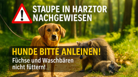 Staupe in Harztor nachgewiesen – Hunde bitte anleinen!