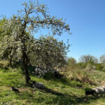 Blühender Obstbaum auf einer Wiese, unter dem mehrere Schafe im Schatten lagern. Im Hintergrund weitere blühende Bäume und grüne Wiesen unter klarem, blauem Himmel.