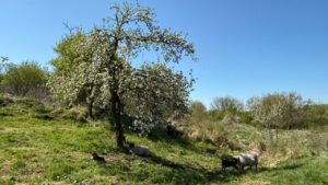 Blühender Obstbaum auf einer Wiese, unter dem mehrere Schafe im Schatten lagern. Im Hintergrund weitere blühende Bäume und grüne Wiesen unter klarem, blauem Himmel.