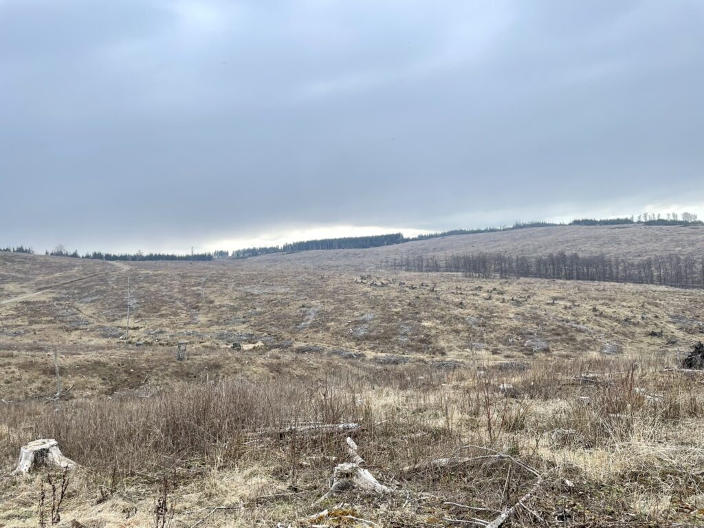 Kalamitätsfläche im Südharz