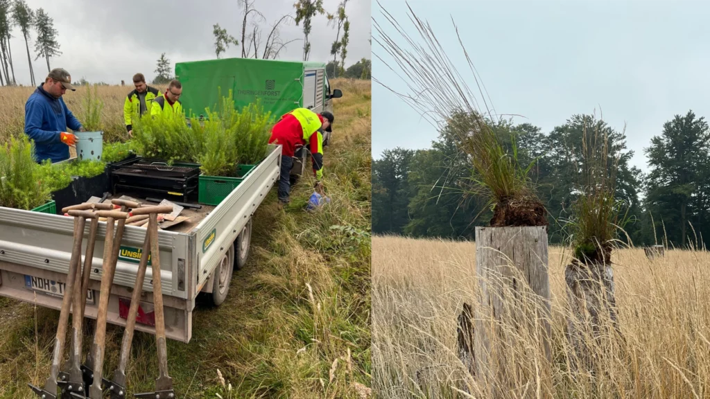 (Collage): Links laden Forstmitarbeiter Setzlinge von einem Anhänger, davor mehrere Spaten; rechts Nahaufnahme von auf Baumstümpfen abgelegten Grassoden als Markierungen in der hohen Wiese.