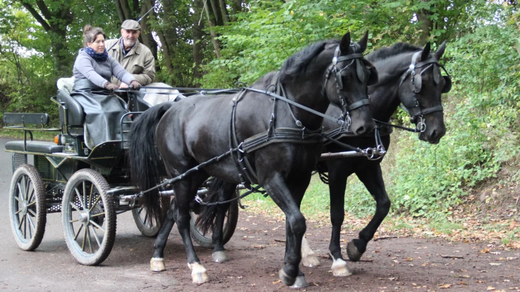 Schwarzer Zweispänner vor klassischer Kutsche auf schattigem Waldweg; konzentriertes Fahrerteam.