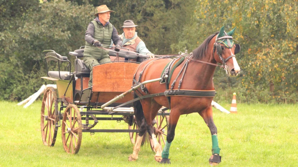 Einspänner mit braunem Pferd und grünen Gamaschen vor Holz-Kutsche auf der Wiese, Kegel als Hindernisse.