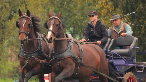 Bei den Pferde-Freunden Harztor: Südharz-Rallye 2025