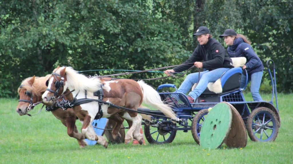 Einspänner mit braunem Pferd und grünen Gamaschen vor Holz-Kutsche auf der Wiese, Kegel als Hindernisse.