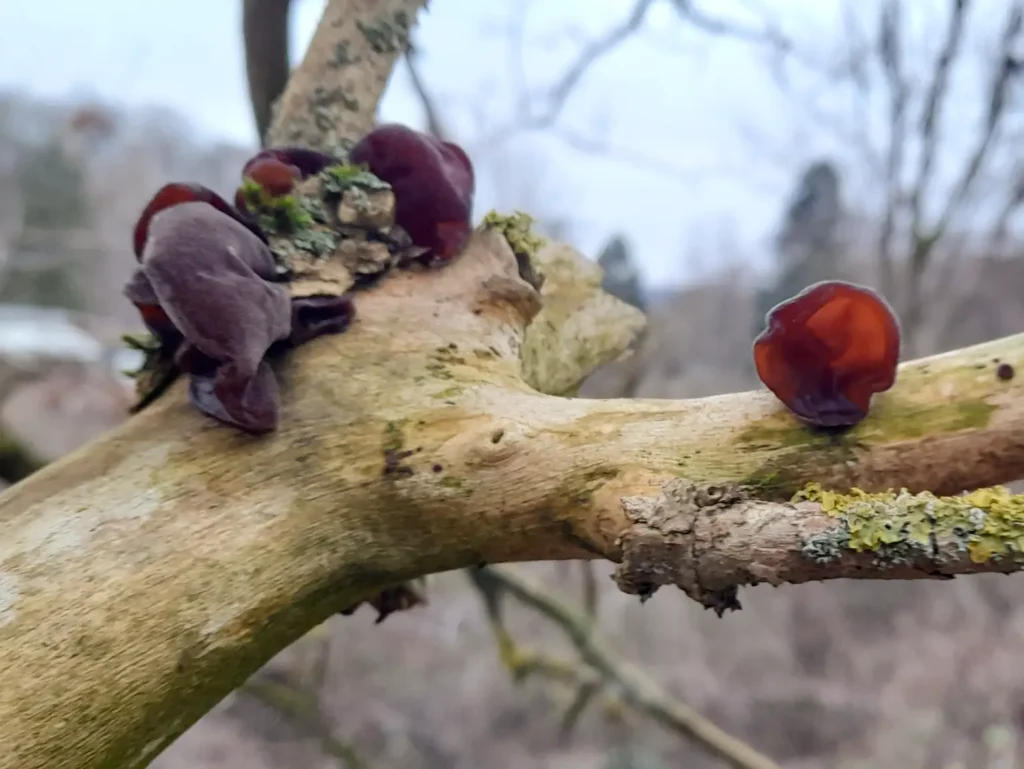 Winterliche Sonntagssprechstunde bei Dr. Wald