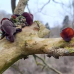 Nahaufnahme eines Astes in einem winterlichen Wald. Auf dem Holz wachsen rötlich-braune, ohrförmige Pilze (Judasohren) sowie grünes Moos und gelbe Flechten. Der Hintergrund mit kahlen Bäumen ist unscharf gehalten.