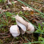 Nahaufnahme des Waldbodens im Frühling. Zwischen grünem Gras und braunem Laub sind zwei Weinbergschnecken mit hellgrauen Häusern zu sehen, die sich langsam ihren Weg bahnen.