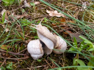 Nahaufnahme des Waldbodens im Frühling. Zwischen grünem Gras und braunem Laub sind zwei Weinbergschnecken mit hellgrauen Häusern zu sehen, die sich langsam ihren Weg bahnen.