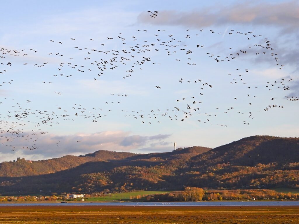 Großer Kranichschwarm über einem Stausee, herbstliche bewaldete Hügel und flaches Ufer im Vordergrund.