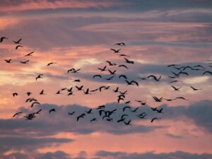 Dutzende Kraniche als dunkle Silhouetten vor rosa-orangem Abendhimmel, in lockeren Gruppen im Flug.
