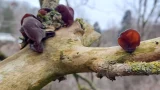 Nahaufnahme eines Astes in einem winterlichen Wald. Auf dem Holz wachsen rötlich-braune, ohrförmige Pilze (Judasohren) sowie grünes Moos und gelbe Flechten. Der Hintergrund mit kahlen Bäumen ist unscharf gehalten.