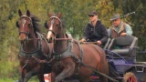 Zweispänner mit zwei braunen Pferden im Trab; Fahrer und Beifahrer auf Sportkutsche, Waldkulisse.