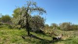 Blühender Obstbaum auf einer Wiese, unter dem mehrere Schafe im Schatten lagern. Im Hintergrund weitere blühende Bäume und grüne Wiesen unter klarem, blauem Himmel.